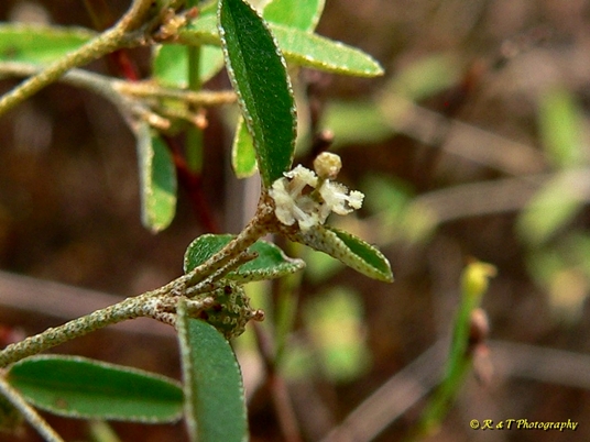 {Croton willdenowii}